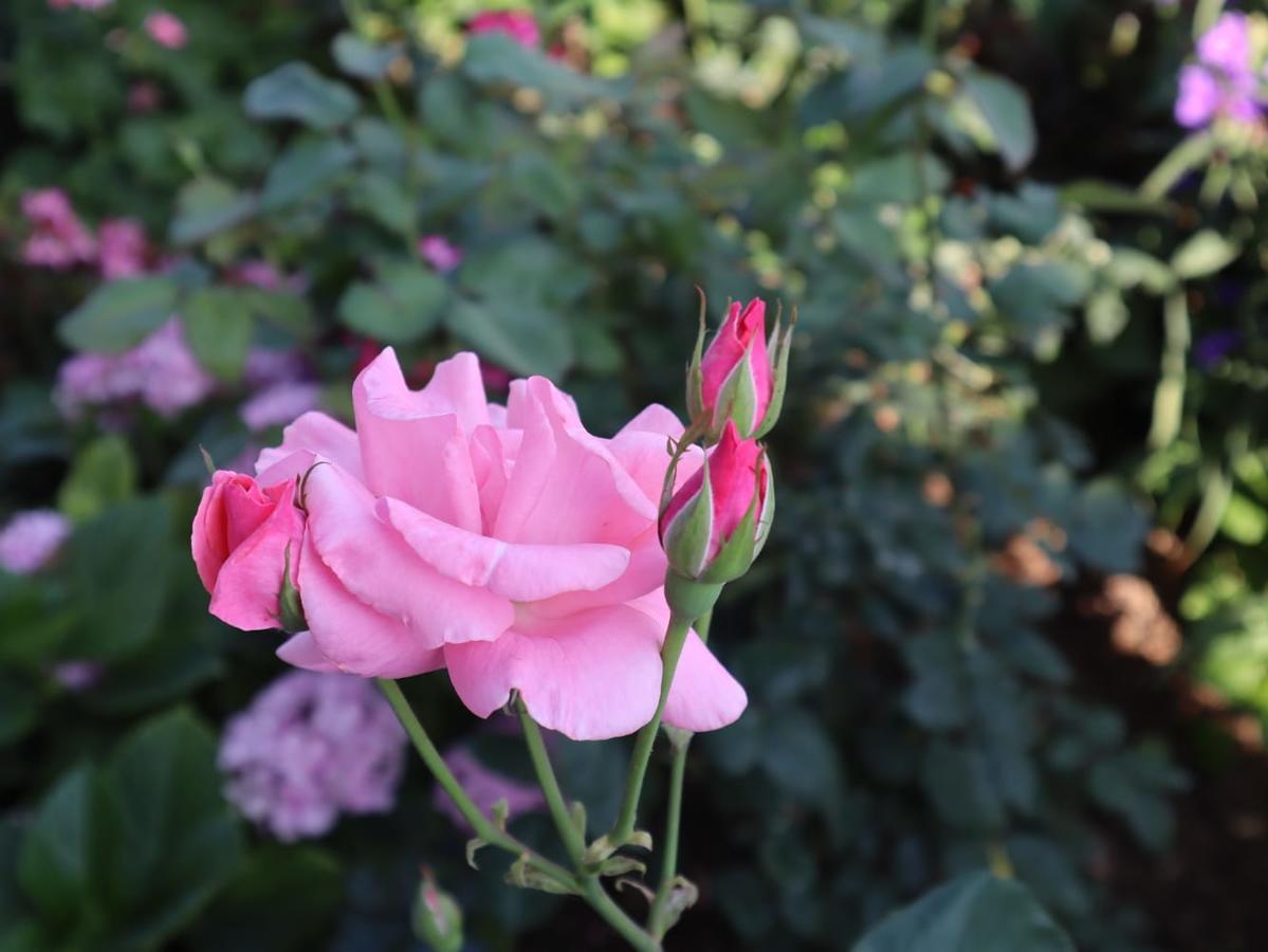 Erdeti Boutique Hotel ซารานเดอ ภายนอก รูปภาพ